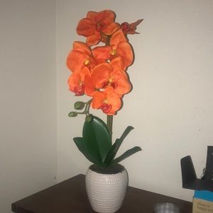 Orange Orchid